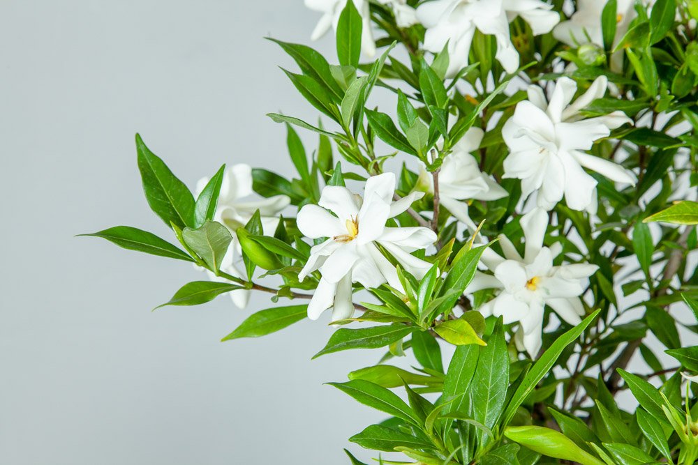 Frostproof Gardenia Live Plant 3 Gallon Pot L828019