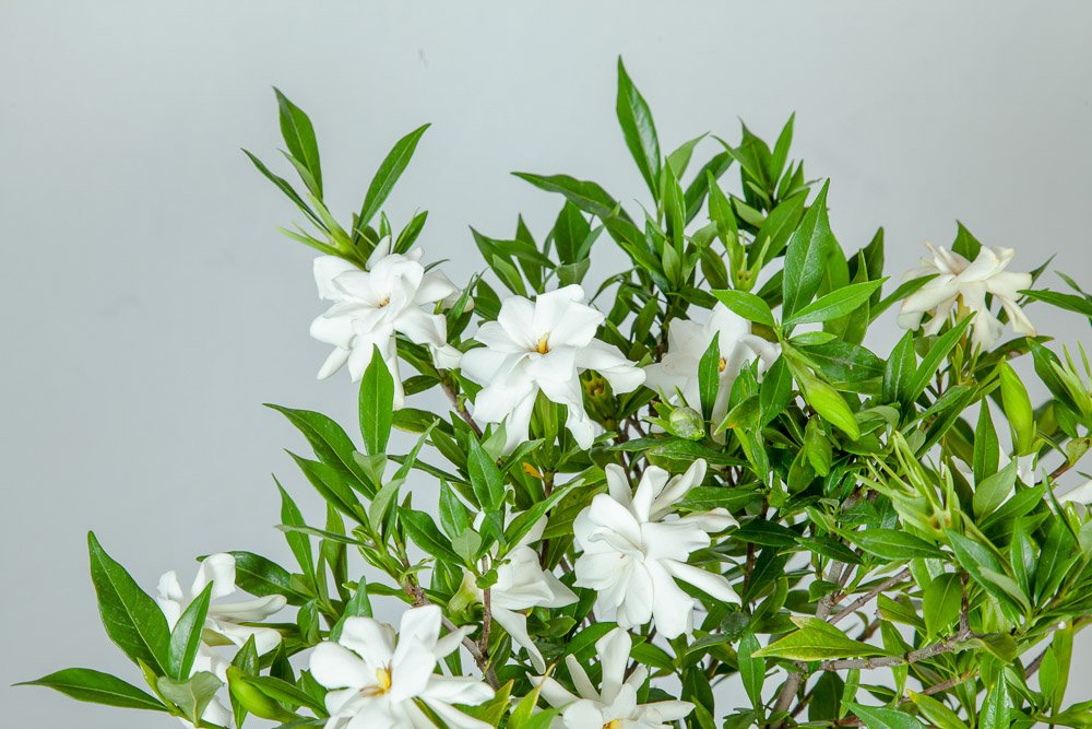 Frostproof Gardenia Live Plant 3 Gallon Pot L828019