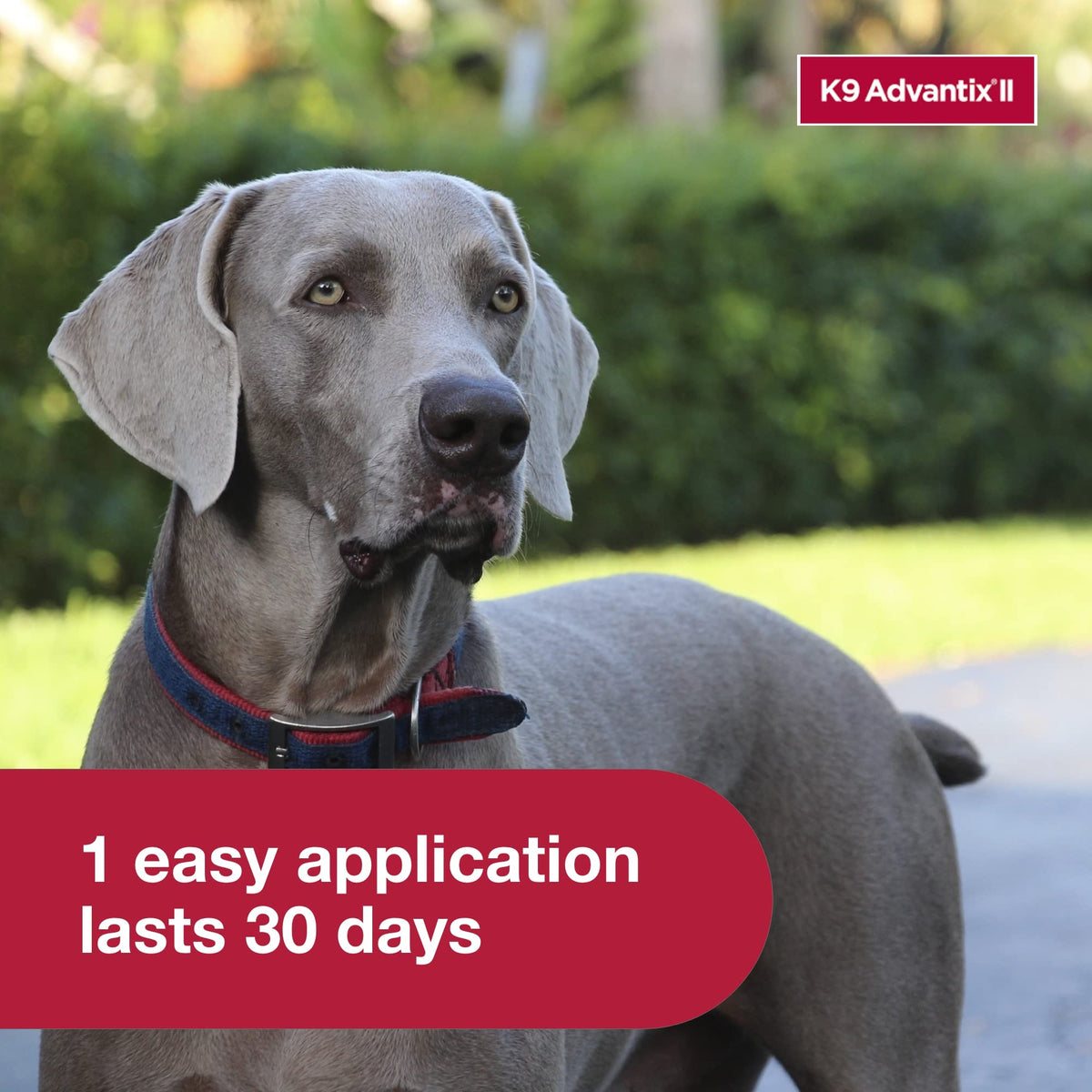 Flea, Tick & Mosquito Treatment & Prevention for Dogs Over 55 lbs U4775