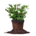 Frostproof Gardenia Live Plant 3 Gallon Pot L828019