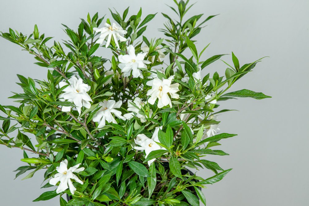 Frostproof Gardenia Live Plant 3 Gallon Pot L828019