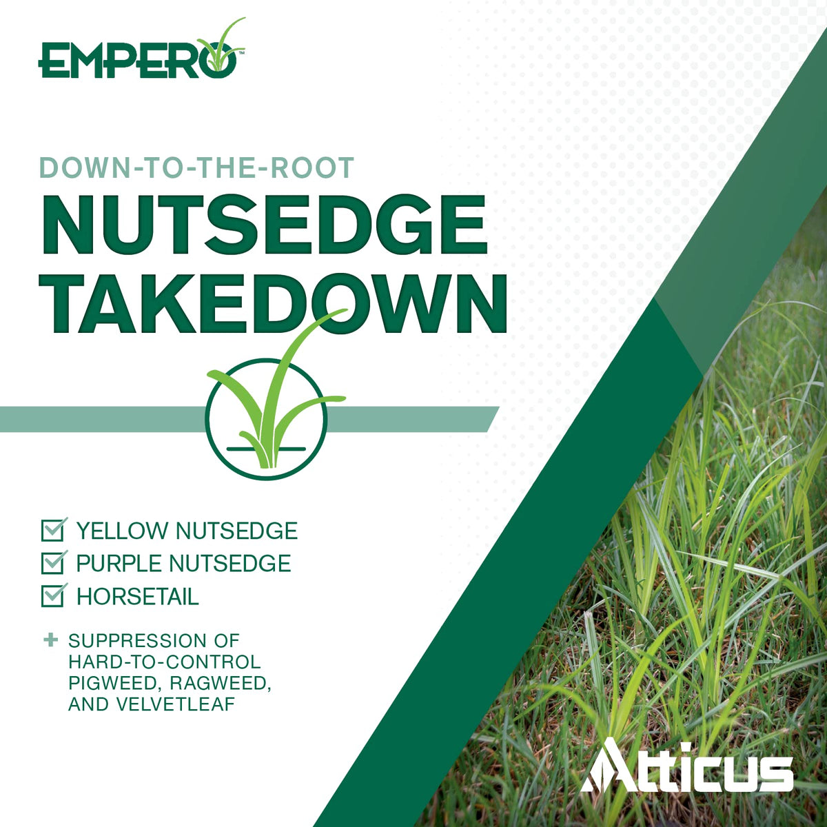 Nutsedge Killer Herbicide Concentrate D25662