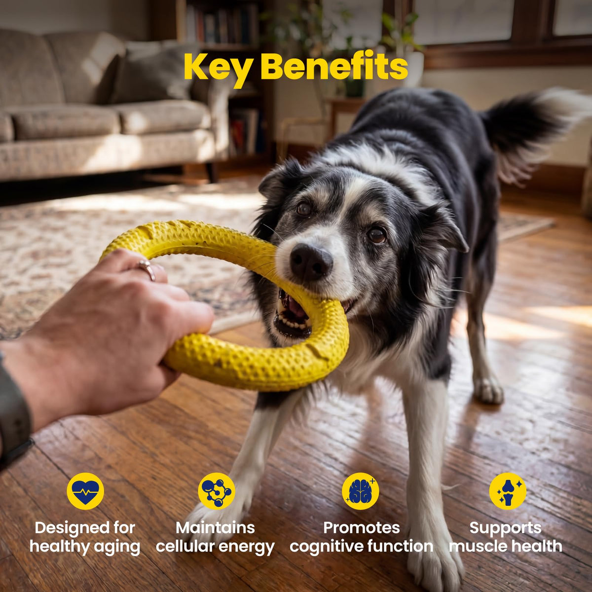 90 Soft Chews NAD+ Precursor Senior Dog Supplement I4976