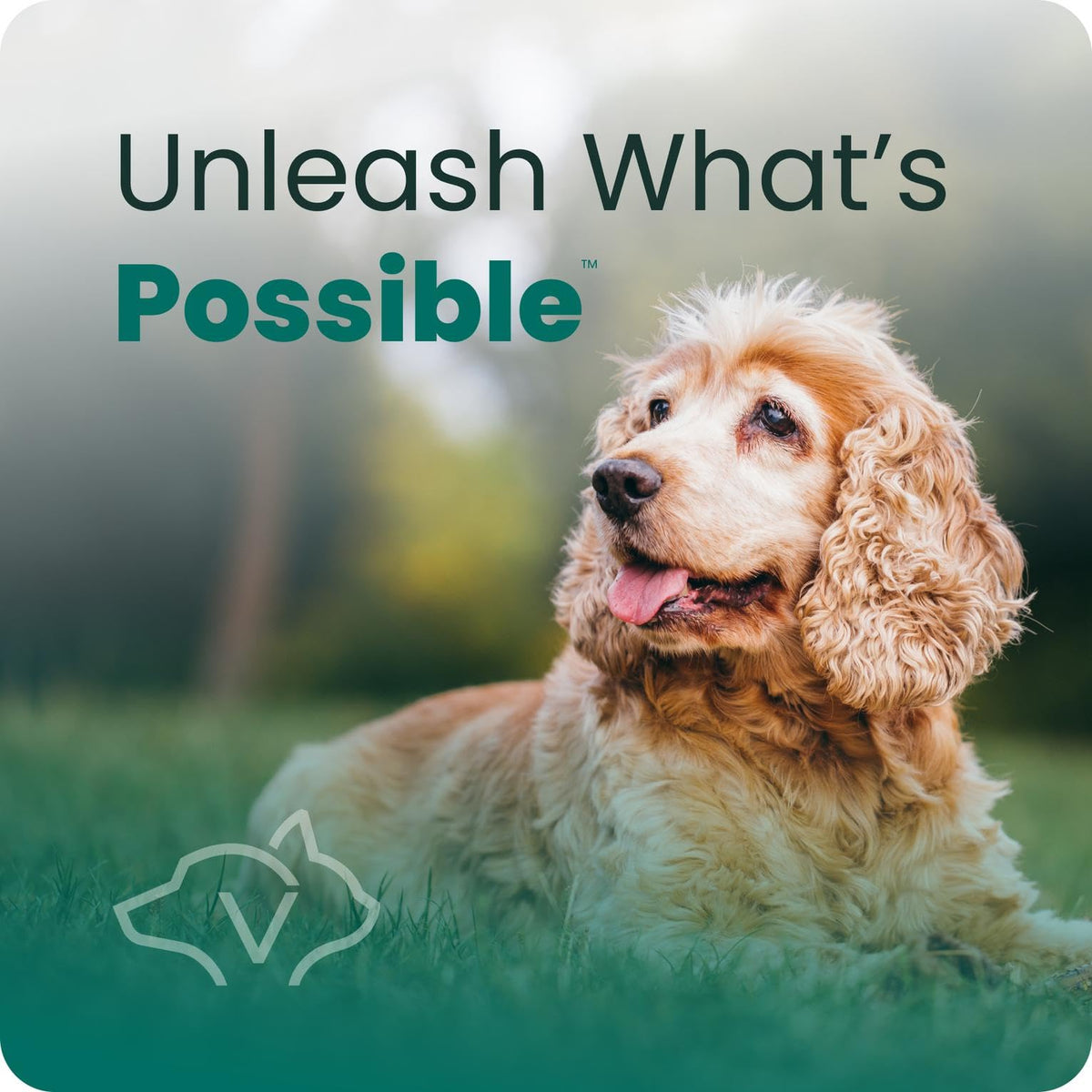 Senior Multivitamin for Dogs, 60 Count K5900