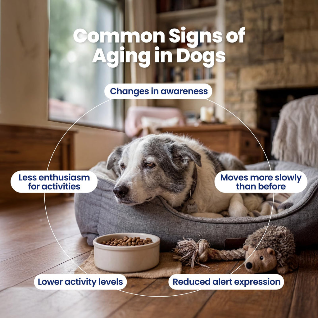 90 Soft Chews NAD+ Precursor Senior Dog Supplement I4976