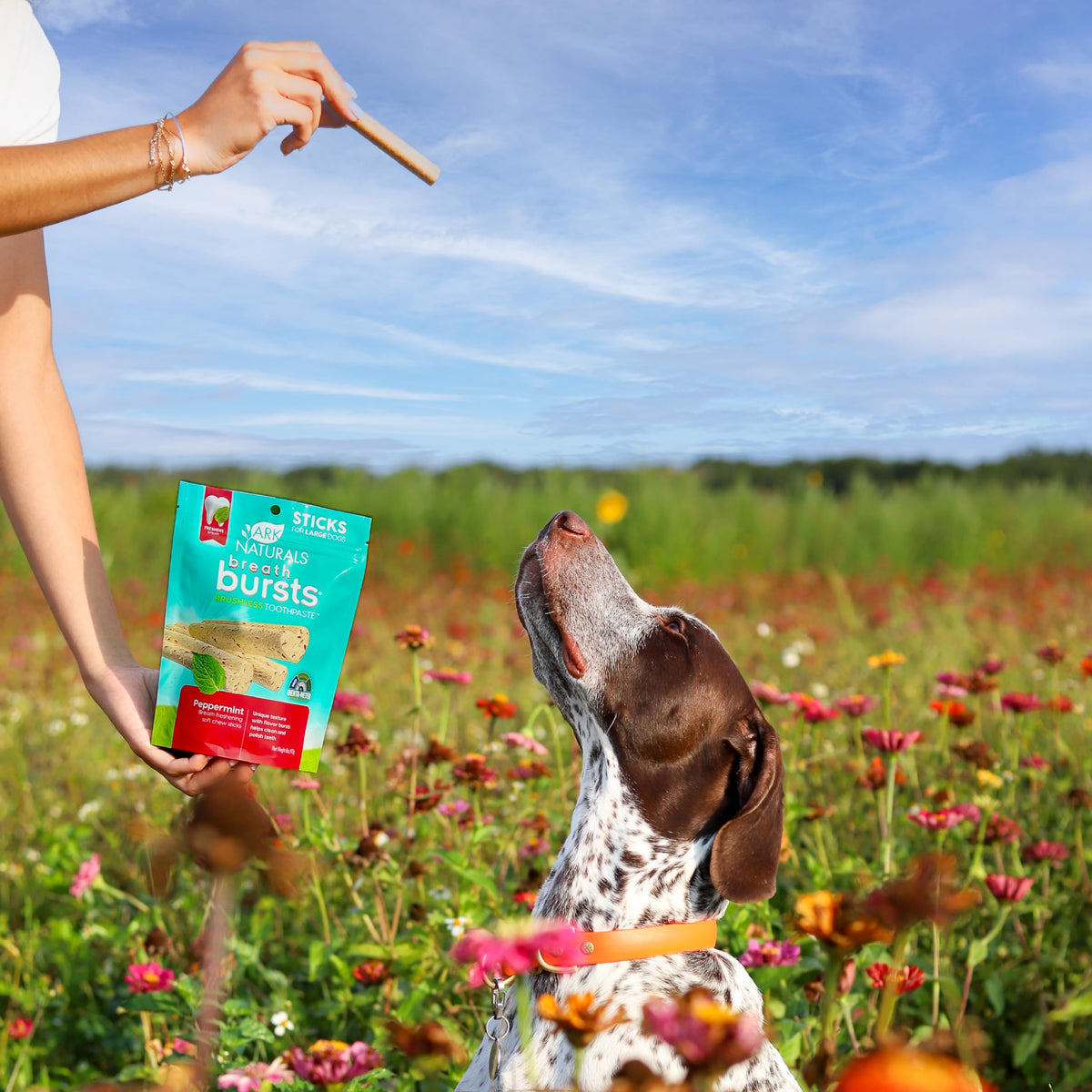 Peppermint Dog Dental Treats Large Breed 6 oz O5189