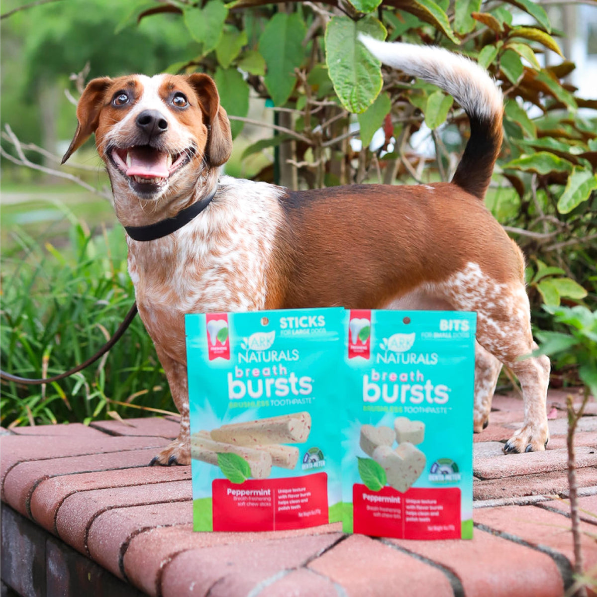 Peppermint Dog Dental Treats Large Breed 6 oz O5189