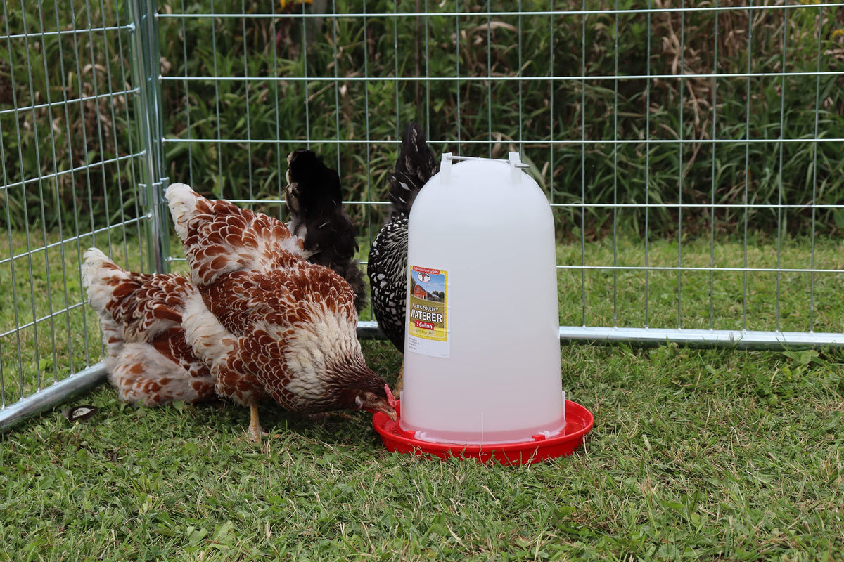 3 Gallon Plastic Poultry Waterer with Handle V6010